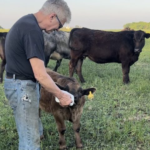 Picture of an elderly person bottle-feeding a calf with a brown cow behind him.
