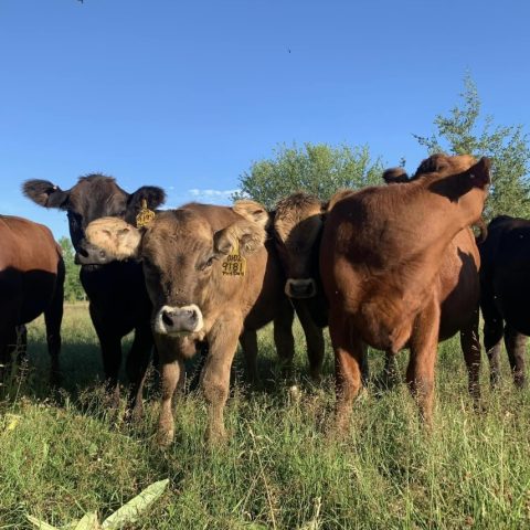 Picture of a herd of brown cattle outside. A few of the cattle are looking directly at the camera.