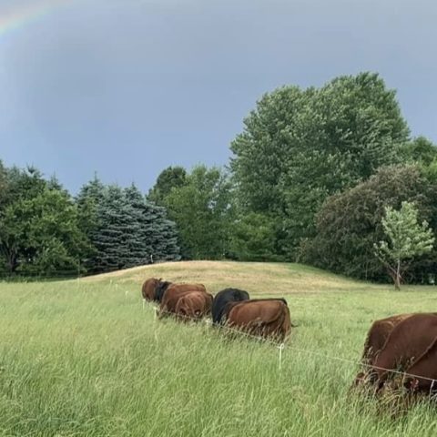 Picture of brown cattle grazing in green grass fields with a rainbow in the sky.