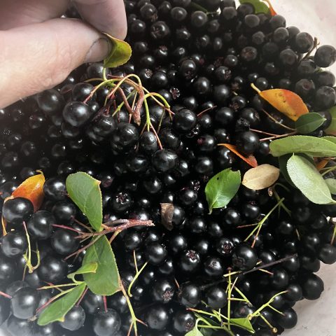 Close-up picture of small, round black berries in a container.