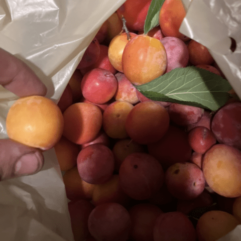 A bag of yellow and red plums.