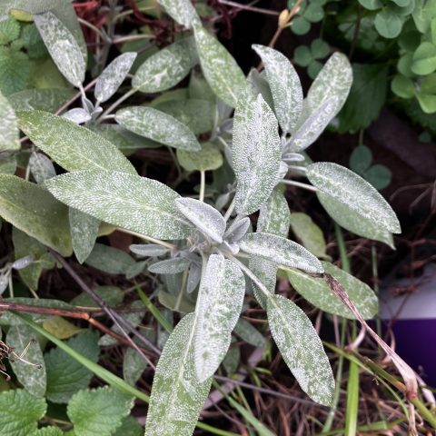 A close-up picture of a gray-green plant leaves.