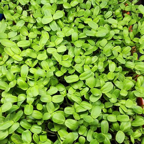 Picture of bright green microgreen heads.