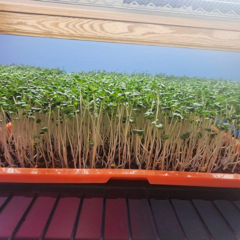 Close up picture of young, growing and green microgreens.