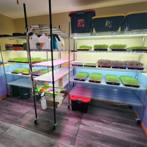 Several metal racks of growing microgreens under plant lights.