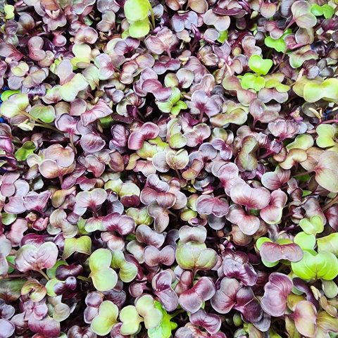 Closeup of purple and green heads of microgreens.