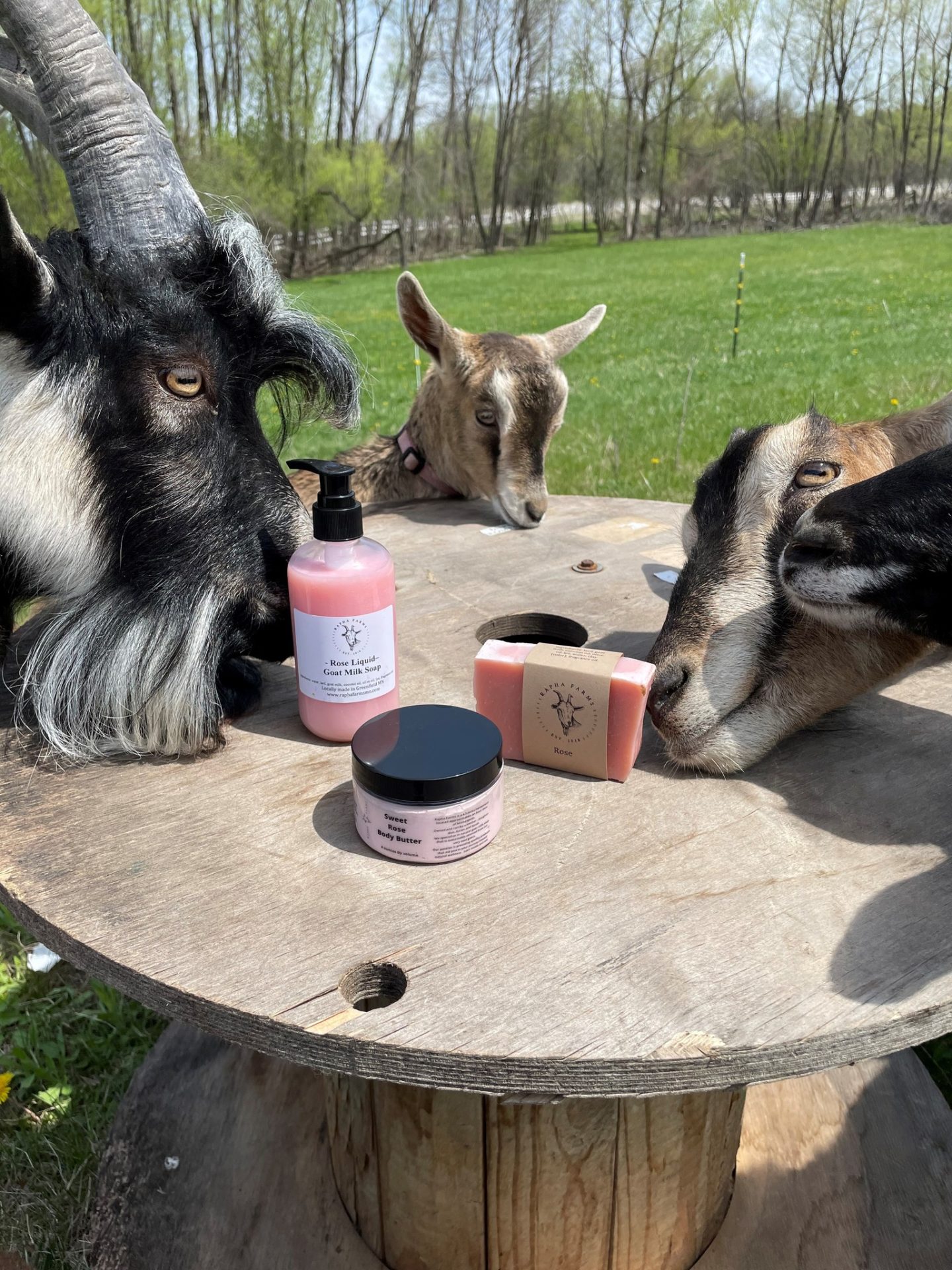 Goats sniffing at a selection of body care products.