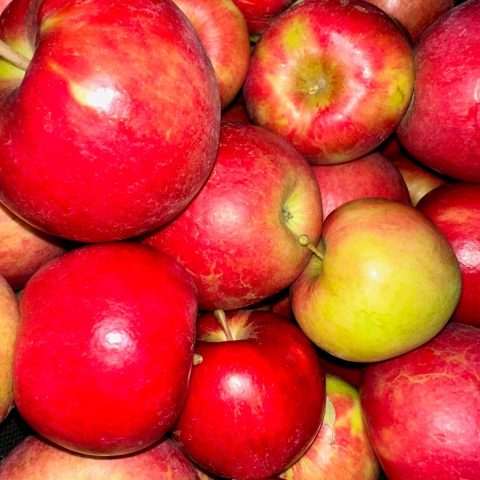 Picture of a pile of red apples.