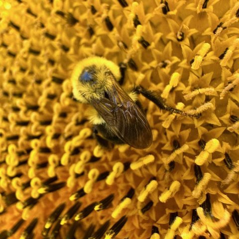 Closeup picture of a bee on a sunflower.