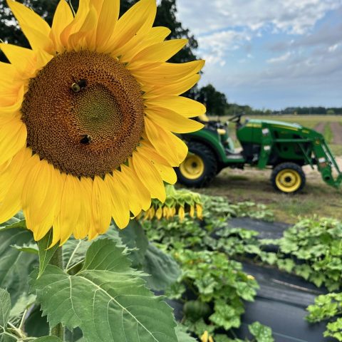 Picture of a large sunflower in the foreground with several bees on it. In the background is a green tractor and rows of crops.