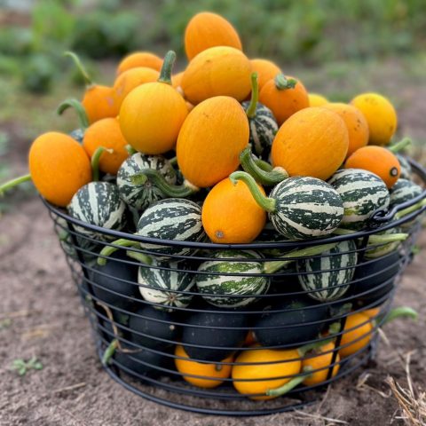 Picture of a wire basket filled with orange and green/white striped squashes.