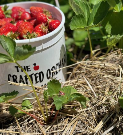Picture of a bucket of strawberries nestled in hay and surrounded by leaves