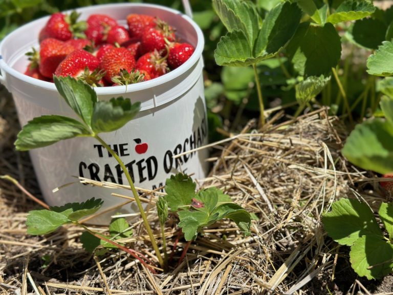Picture of a bucket of strawberries nestled in hay and surrounded by leaves
