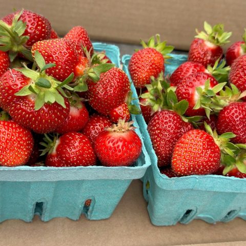 Picture of two blue containers piled high with strawberries.