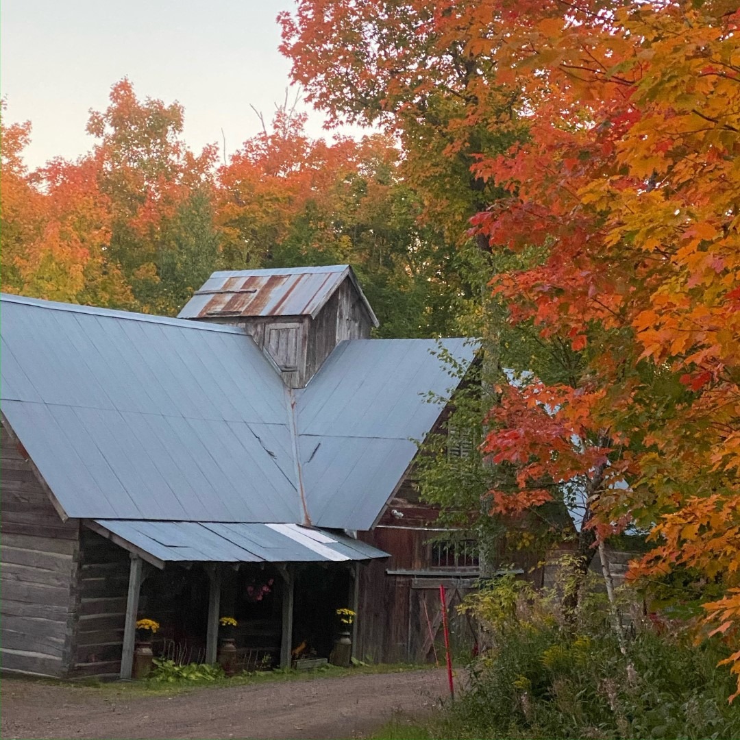 A maple syrup making sugarshack tucked into a forest with autumnal orange maple leaves.