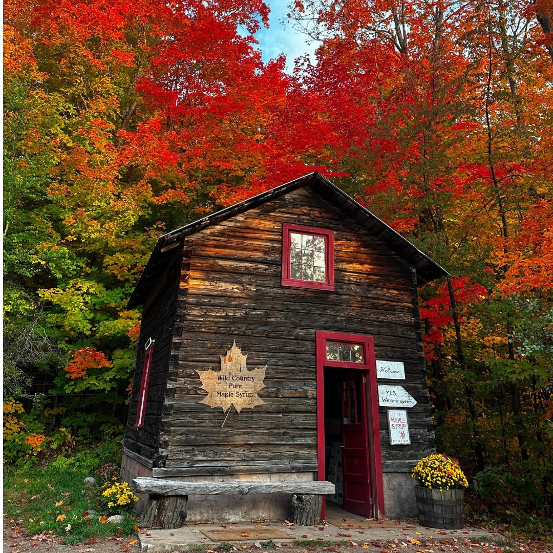 A small barn selling maple syrup in a forest with bright read maple trees
