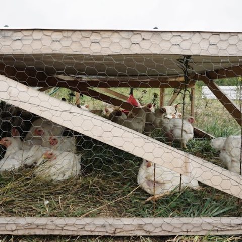 A handful of white chickens in a chicken coop that is low to the ground.