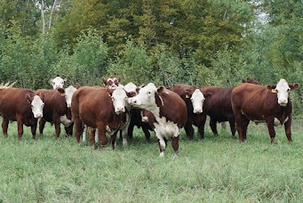 A herd of red and white cows in a field of grass.