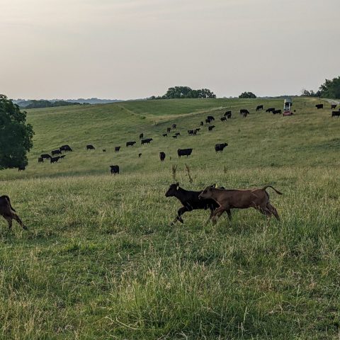 2 brown calves running in the grassy hills with a herd of cows in the background.