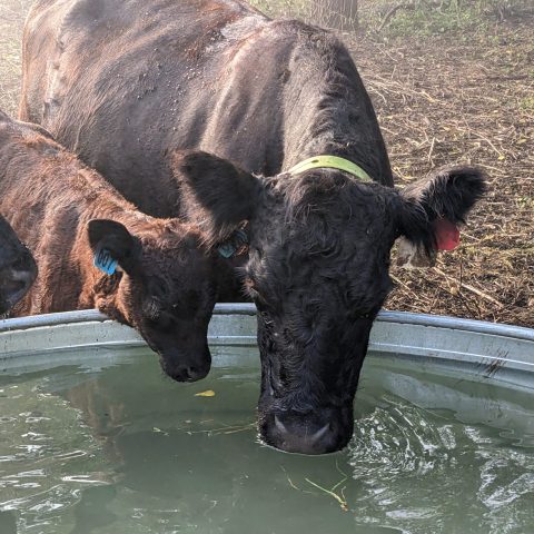 A mother cow and her calf drink water from a metal basin.