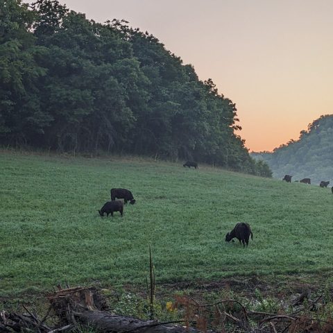 A small herd of cows grazing on a grassy hill with the sunrise in the background.