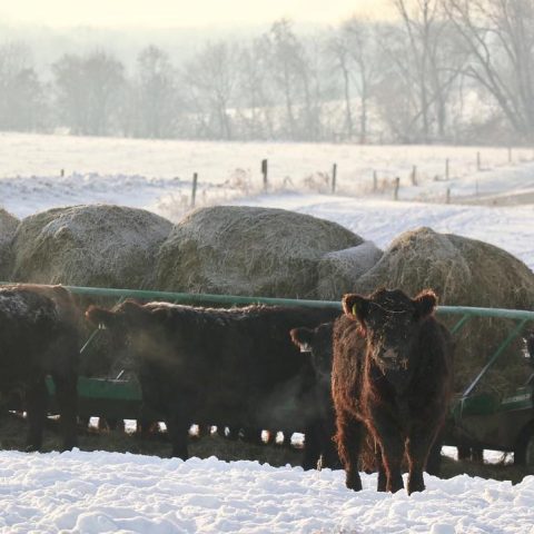 A brown cow looks straight at the camera outside in the wintery snow. There is a herd of cows behind it.