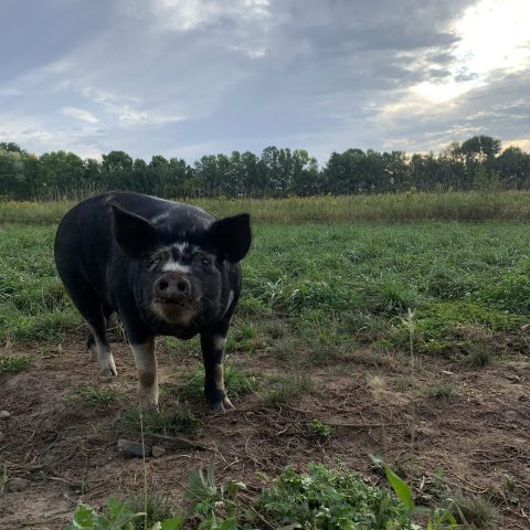 A black hog standing outside in a field looking at the camera.