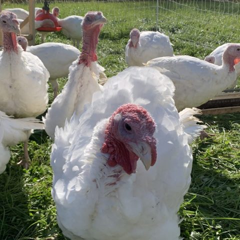A flock of white-feathered turkeys