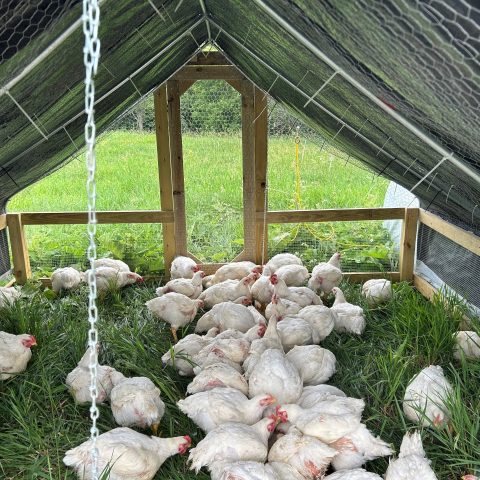 Flock of white chickens in an open coop with grass.