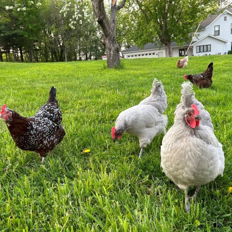 Flock of white and black chickens in the grass.