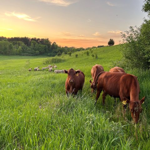 Picture of cattle and sheep grazing in a hilly field with the sunset in the background.