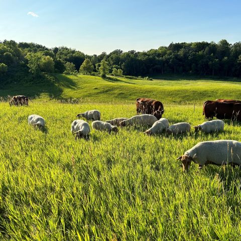 Picture of a field with chicken and cows grazing.