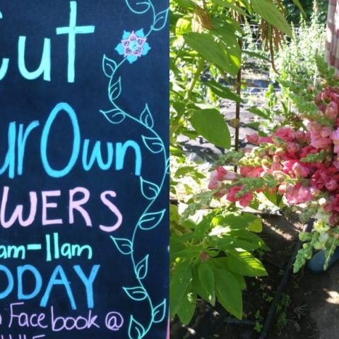Picture of a sign that says "Cut Your Own Flowers 8-am-11am Today". In the background is someone holding a large bouquet of snapdragon flowers.