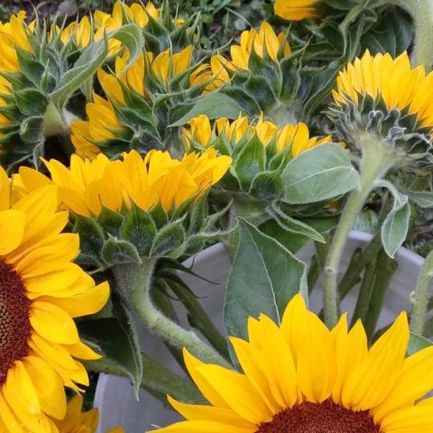 Closeup picture of sunflowers.