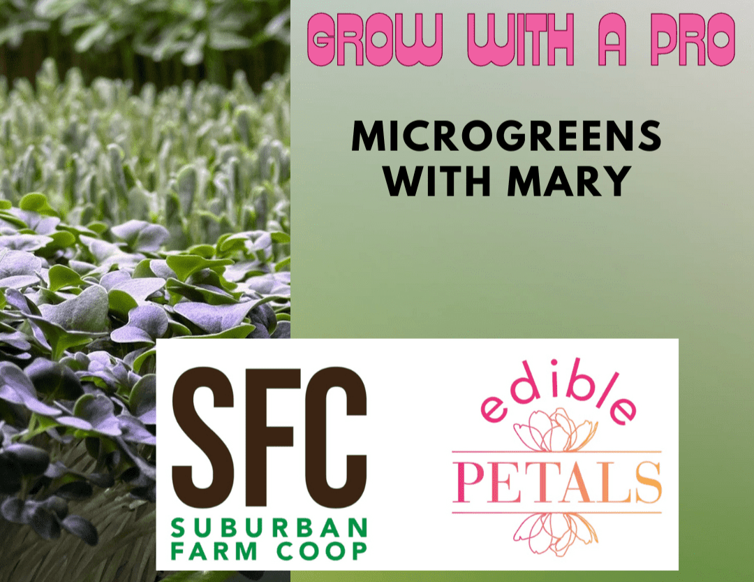 Grow with a Pro! Microgreens with Mary. Image of Microgeens.