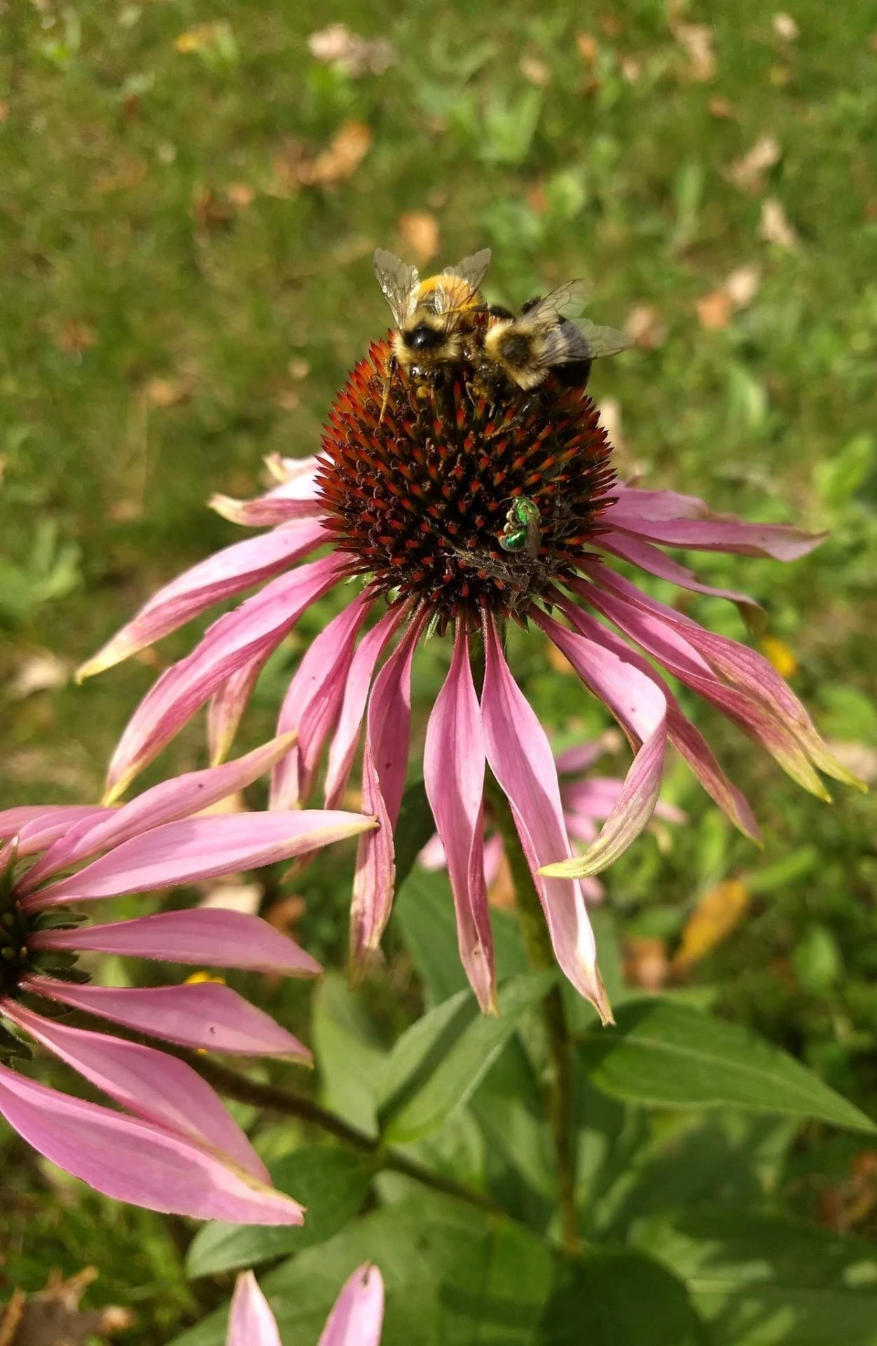 A purple coneflower with bumblebees on it.