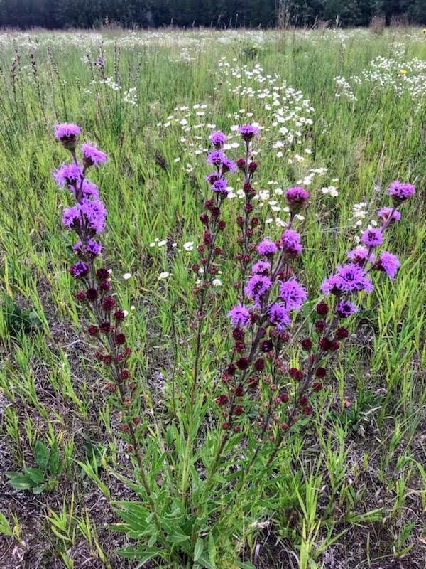 A picture of purple blazing star in a prairie.