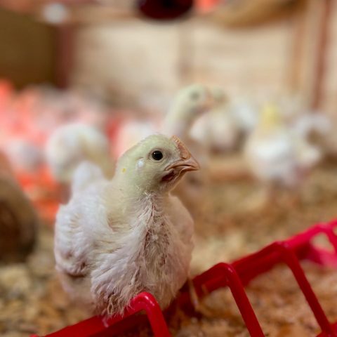 Close-up picture of baby chickens with feathers growing in. In the background are more baby chickens in a coop.