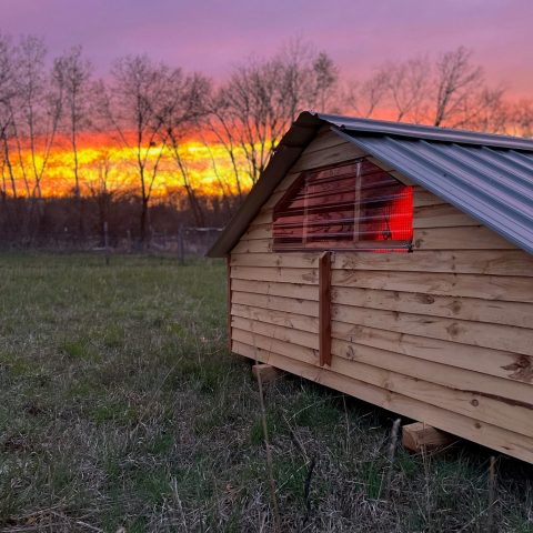 Picture of a wood chicken coop with a vibrant pink, purple, yellow, and orange sunset in the background.