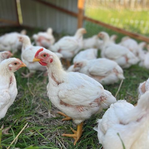 Picture of a flock of white chickens in the grass.