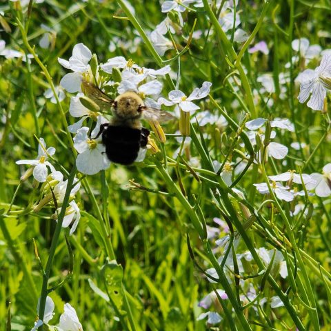 Closeup picture of a bee on a white flower. In the background are more white flowers and green grass.