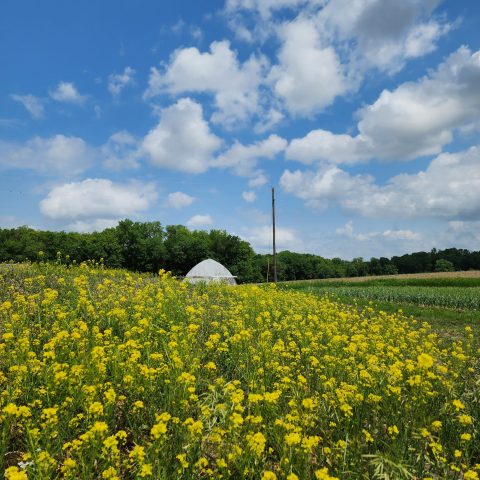 Picture of a field of yellow wildflowers and green grass. In the background is a bright blue sky with clouds.