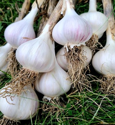 A closeup picture of a handful of garlic bulbs freshly harvested.