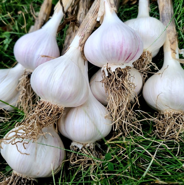 A closeup picture of a handful of garlic bulbs freshly harvested.