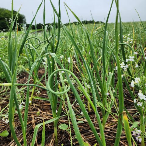 A closeup picture of a garlic bulb crop growing.