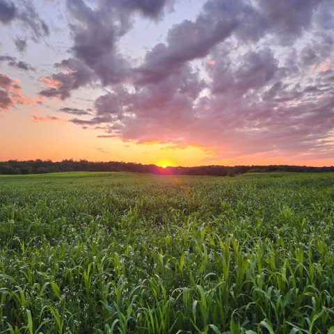 Picture of an orange, purple, and yellow sunset over a green field.