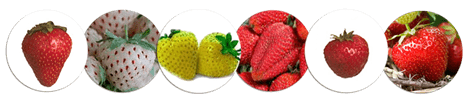 A collage of six pictures of strawberries, all are different shapes and colors.