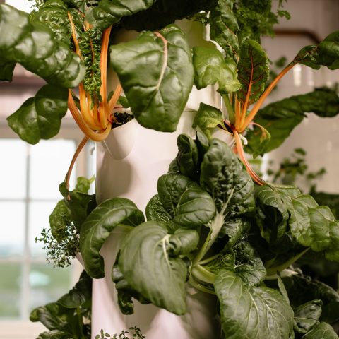 Close-up picture of aeroponic leafy greens growing on a white pillar.