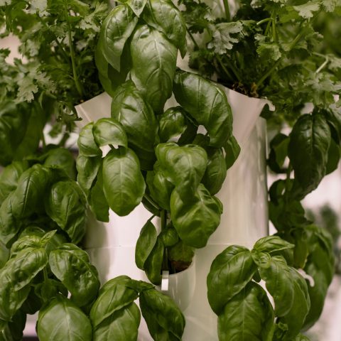 Close-up picture of aeroponic leafy greens growing around a white pillar.