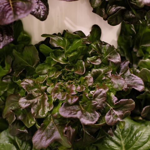 Close-up picture of aeroponic leafy greens growing on a white pillar.